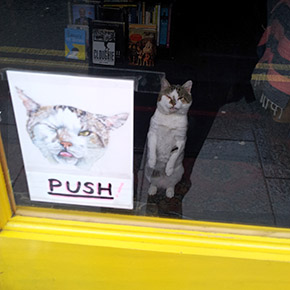 popeye the shop cat!